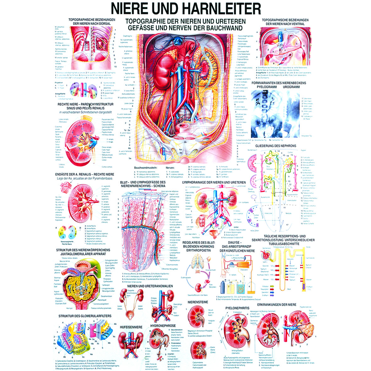 Anatomische Lehrtafel "Niere und Harnleiter"